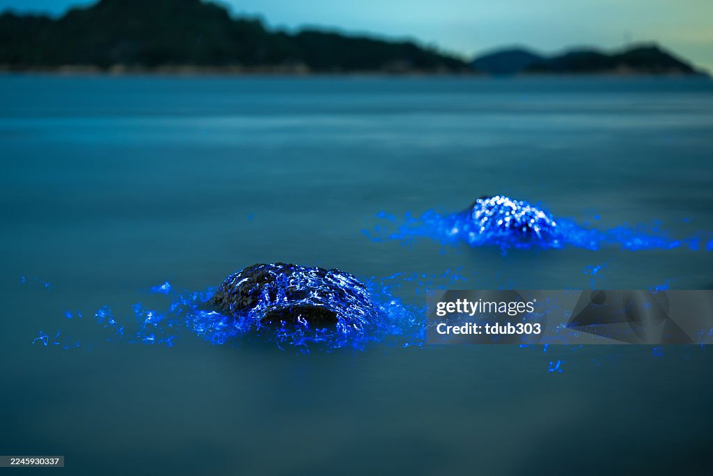 Bioluminescent vargula hilgendorfii glow along the coast