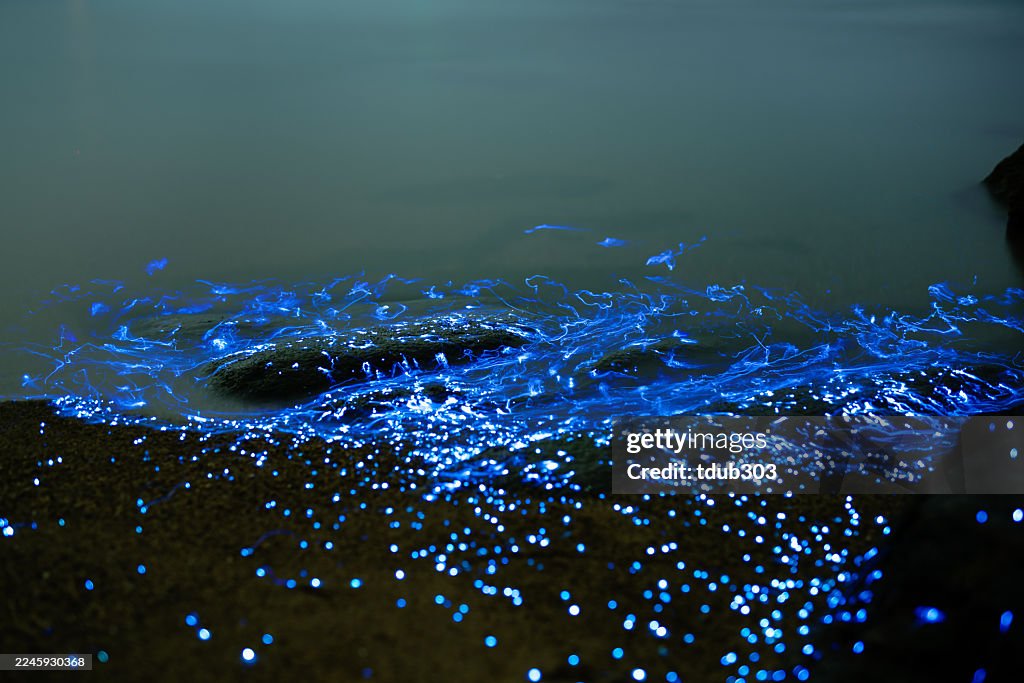Bioluminescent vargula hilgendorfii glow along the coast