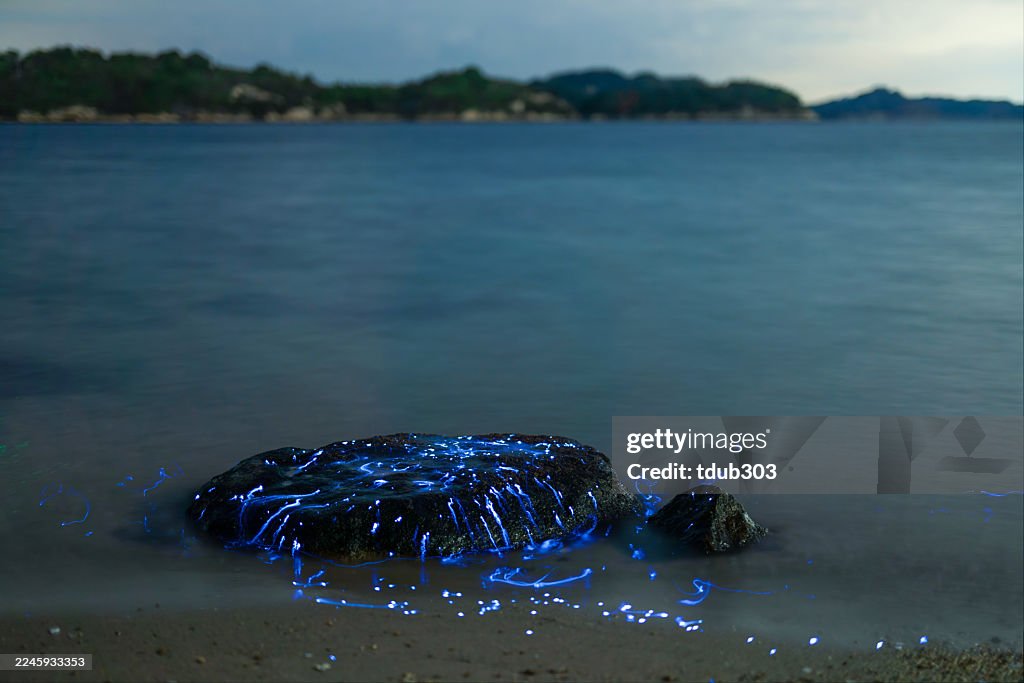 Bioluminescent vargula hilgendorfii glow along the coast