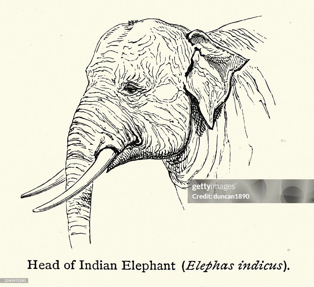 Animais selvagens, elefante indiano, ilustração do vintage, século 19, vitoriana
