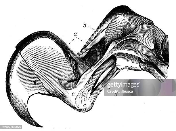 lion toe - cat skeleton stock illustrations