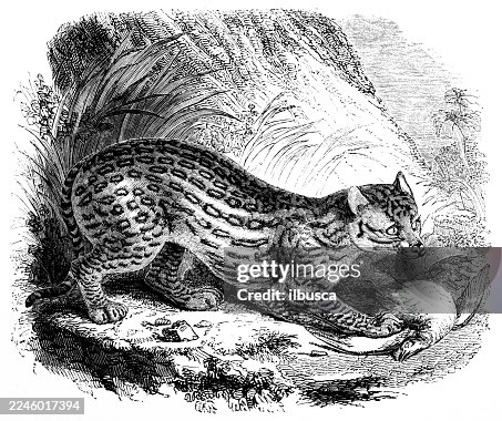 Ocelot Ocelot