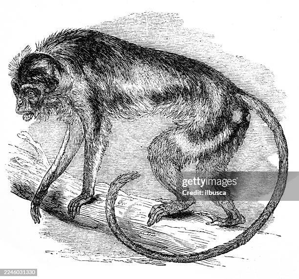 temminck's colobus - black and white colobus stock illustrations