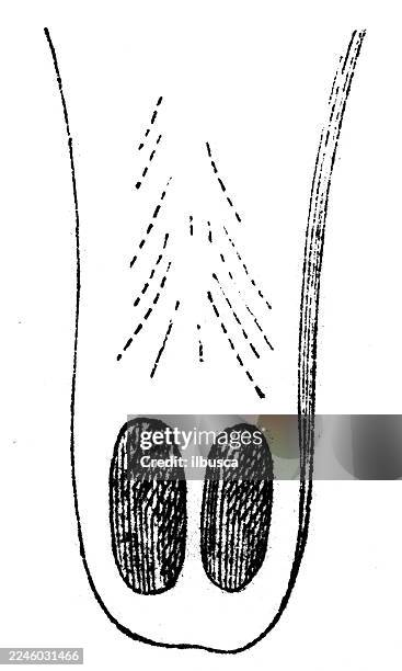nose of kahau, proboscis monkey - proboscis monkey stock illustrations