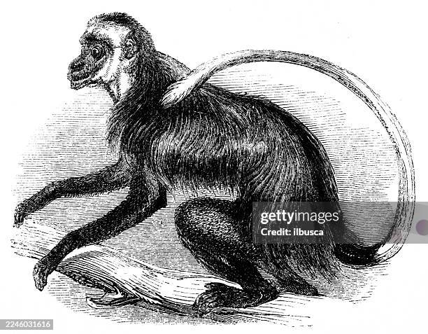 white thighed colobus - black and white colobus stock illustrations