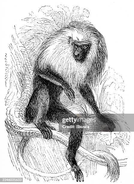 full maned colobus - black and white colobus stock illustrations