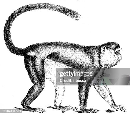 Cercopithecus mona, Mona monkey Cercopithecus mona, Mona monkey