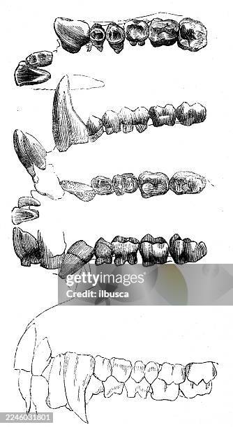 teeth of macaque - macaque monkey stock illustrations