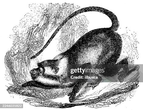 Collared White Eyelid Monkey Collared White Eyelid Monkey