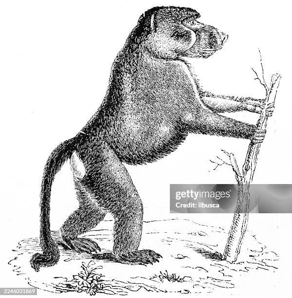 chacma baboon - baboon stock illustrations