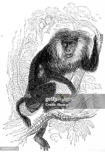 wanderoo, lion-tailed macaque (macaca silenus) - macaque monkey stock illustrations