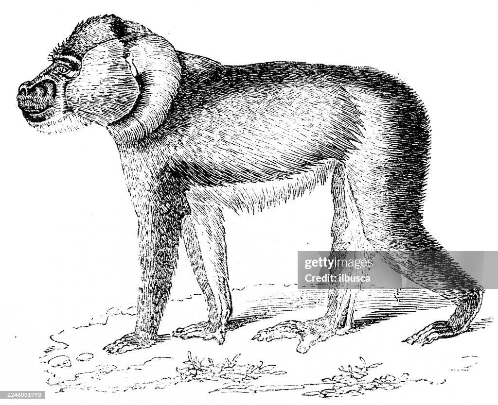 Drill (Mandrillus leucophaeus)