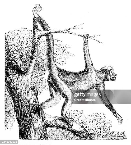 red-faced spider monkey - spider monkey stock illustrations