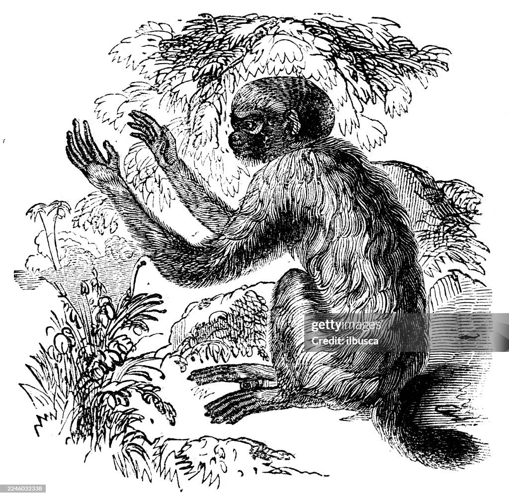 Cacajao, Bald Uakari