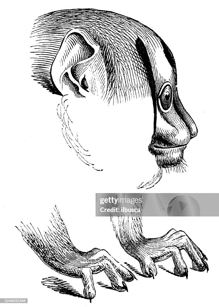 Douroucouli, Night monkey