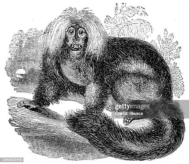 yarke, pithecia pogonias - white faced saki monkey stock illustrations