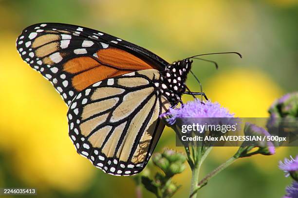 monarch butterfly with outstretched wings pollinating a vibrant purple flower in a sunny garden - monarch butterfly stock pictures, royalty-free photos & images