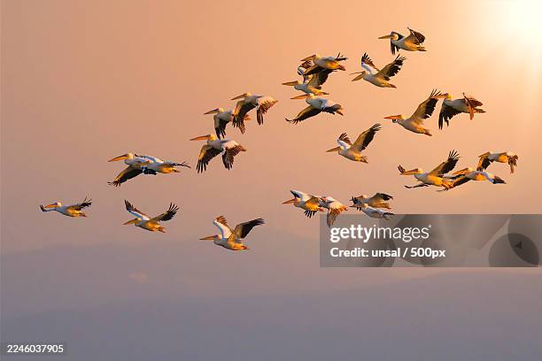 flock of pelicans flying across a dramatic sunset sky - pellicano foto e immagini stock