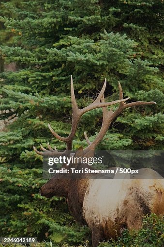 Majestic Elk with Large Antlers Standing in a Lush Green Forest Majestic Elk with Large Antlers Standing in a Lush Green Forest