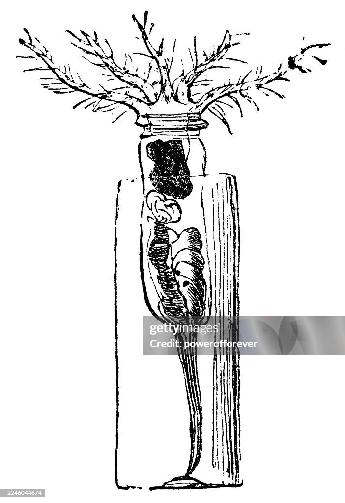 Fringed Crownhorn Rotifer Wheel Animal (Stephanoceros Fimbriatus) - 19th Century