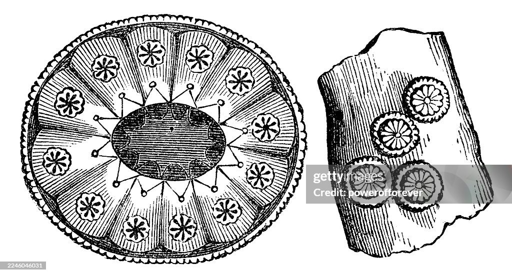 Star Tunicate Sea Squirt (Botryllus Schlosseri) - 19th Century