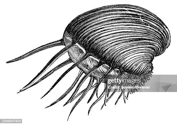 panamic comb venus clam (hysteroconcha lupanaria) - 19th century - clam stock illustrations