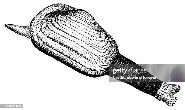 soft-shell clam (mya arenaria) - 19th century - softshell clam stock illustrations