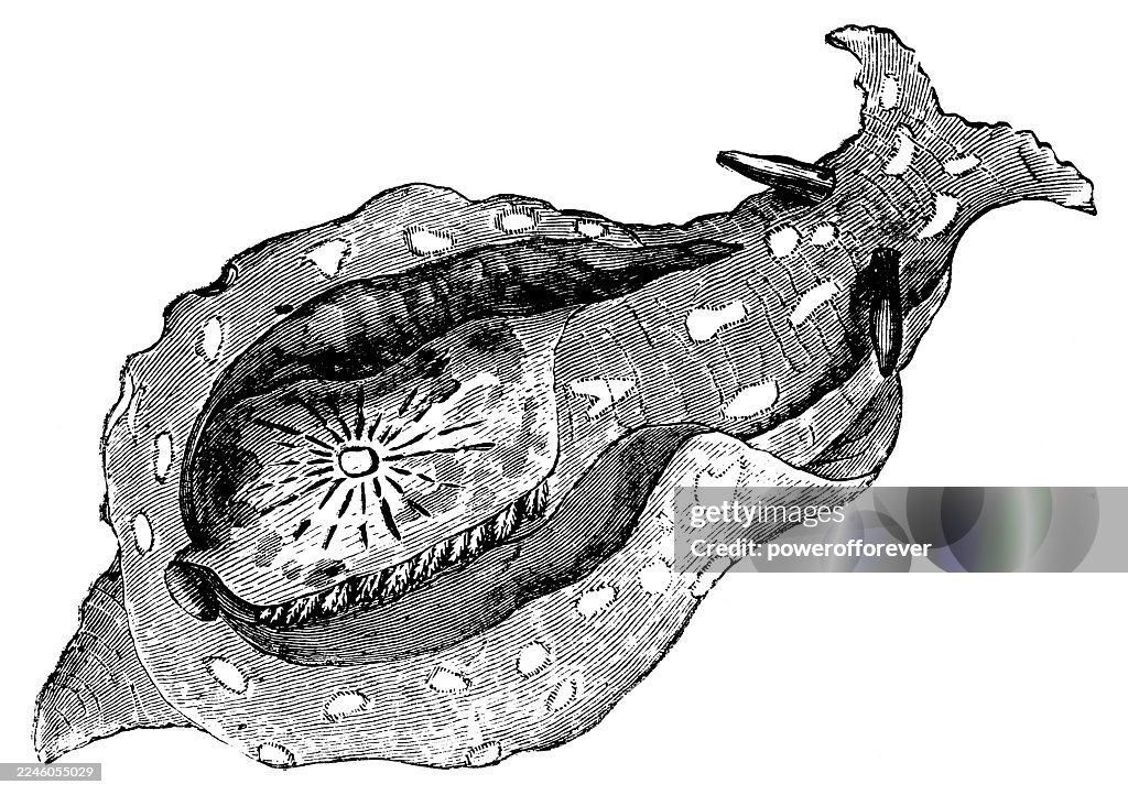 Spotted Sea Hare (Aplysia Punctata) - 19th Century