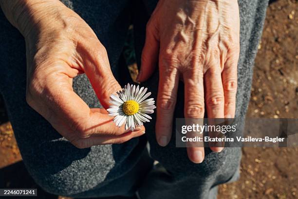 senior women hand holding daisy in sunlight during bright day - only senior women stock pictures, royalty-free photos & images
