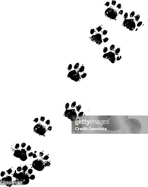 cat paw prints footpath - paw print stock illustrations