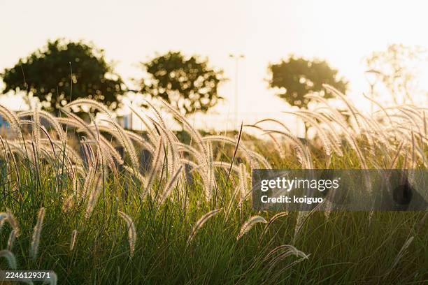 568 Foxtail Grass Stock Photos and High-Res Images - Getty Images