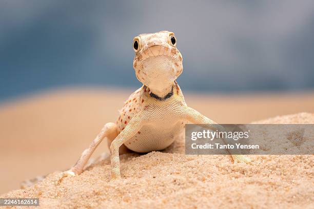 scorpion tailed gecko - reptile stock pictures, royalty-free photos & images