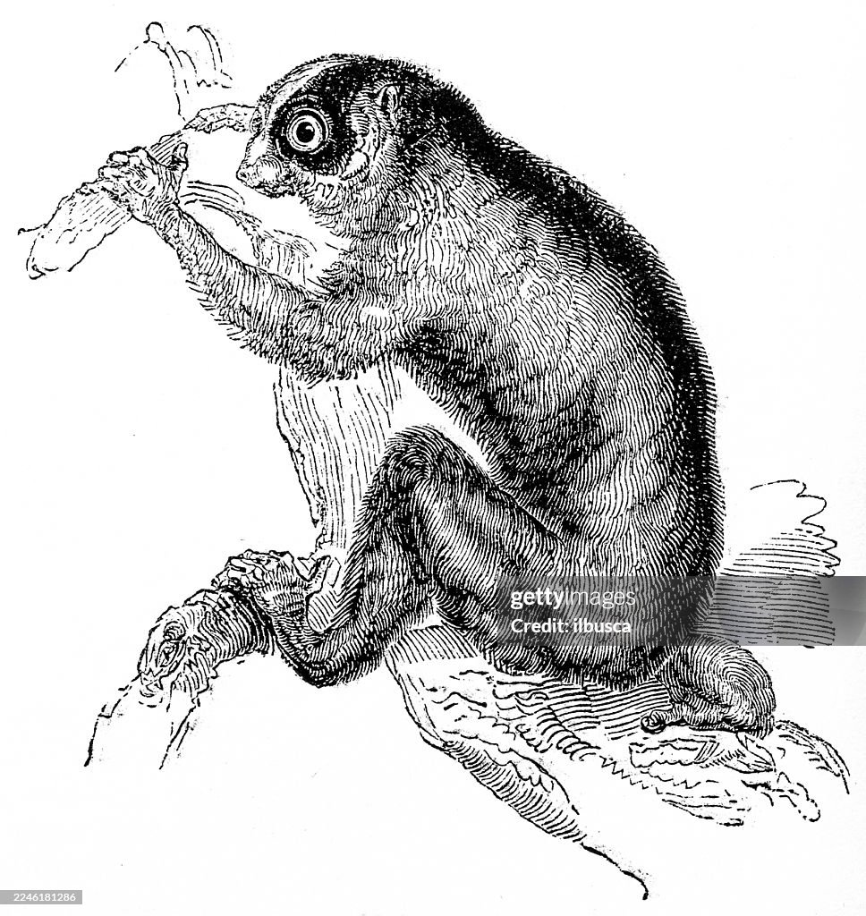 Loris dal ritmo lento