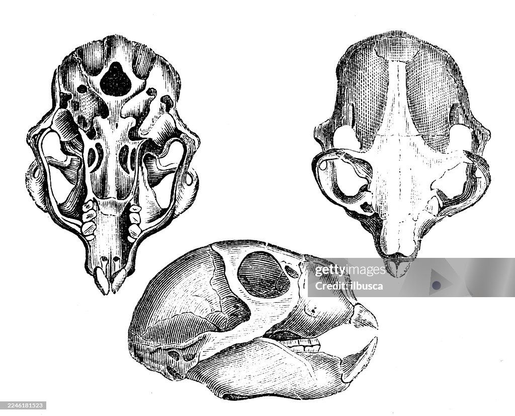 Skull of Aye Aye