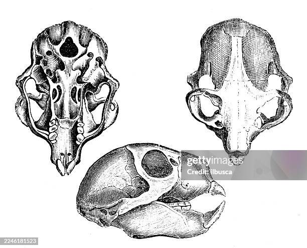 skull of aye aye - aye aye stock illustrations