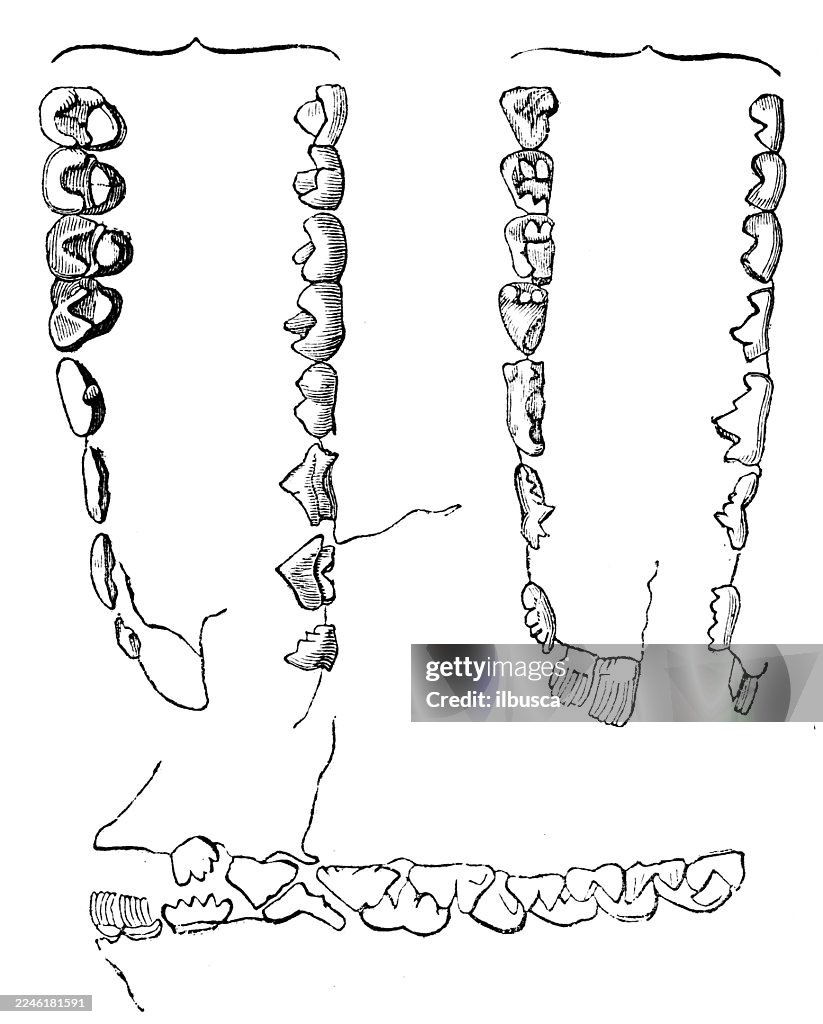 Teeth of Colugo