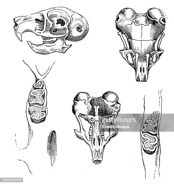 teeth of jaculus hirtipes, african hammada jerboa - jerboa stock illustrations
