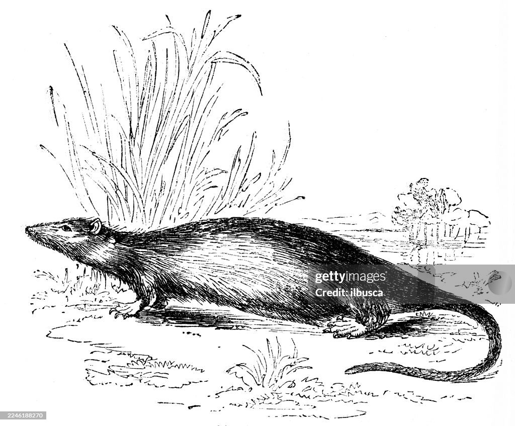 Hydromys Ratte