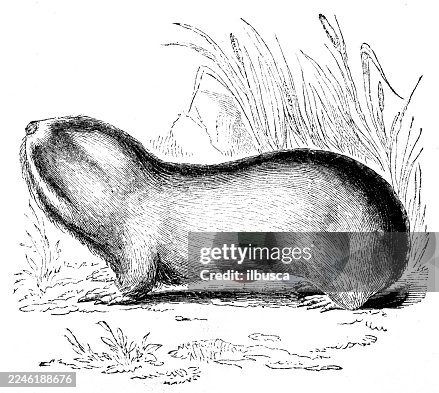 Mole-rat Mole-rat