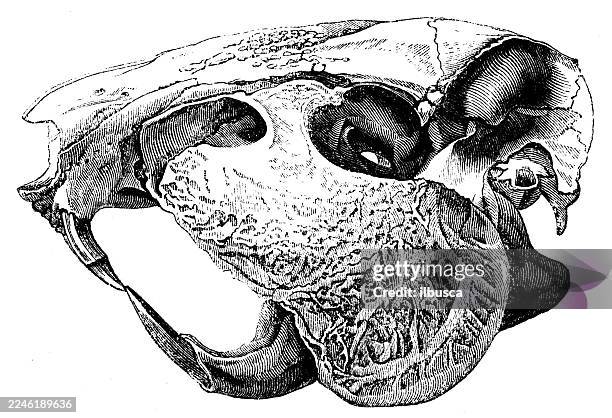 skull of paca, cuniculus - rat teeth stock illustrations