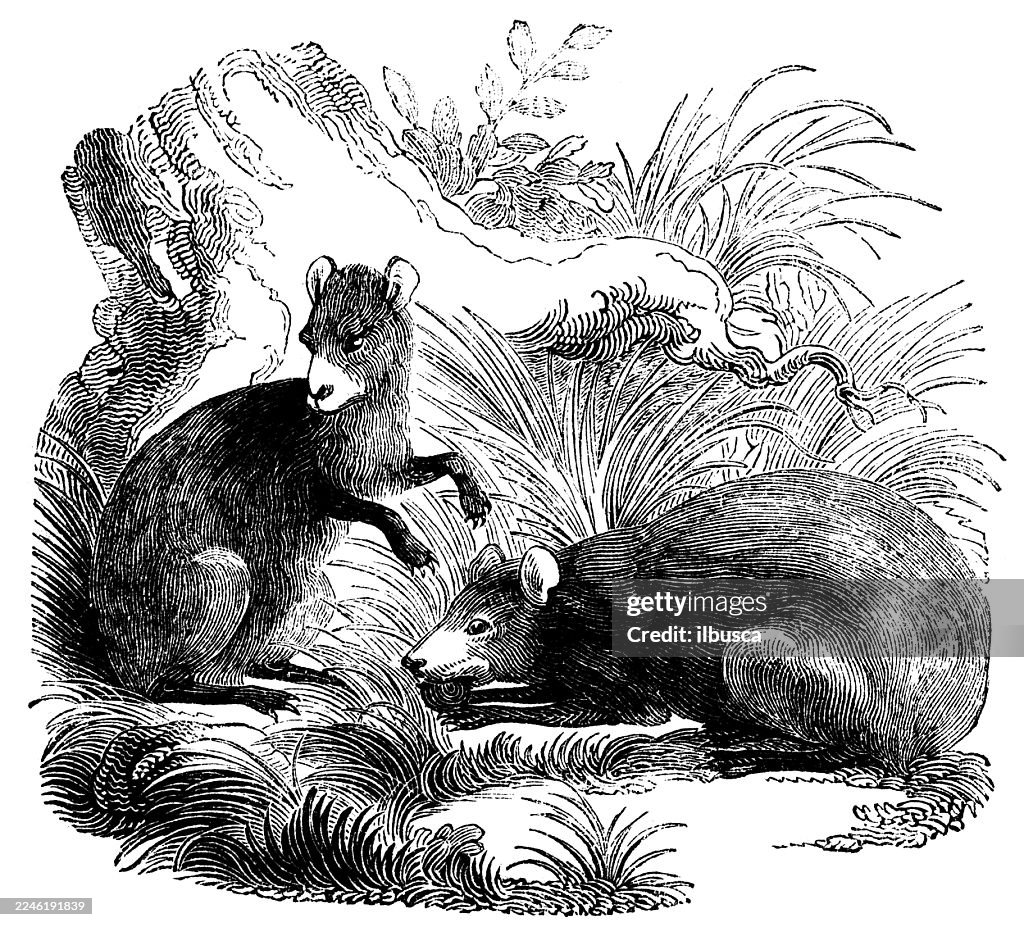 Agouti