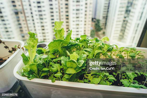 fresh leafy vegetables in white container on urban balcony, hong kong, hong kong, china - plastic container stock pictures, royalty-free photos & images