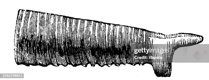 Elephant proboscis Elephant proboscis