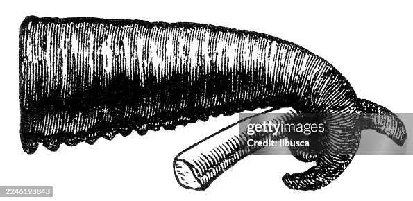 Elephant proboscis holding root Elephant proboscis holding root