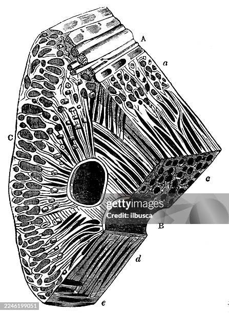 elephant proboscis section - proboscis stock illustrations