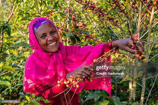 afrikanische frau sammelt kaffeekirschen, ostafrika - horn von afrika stock-fotos und bilder