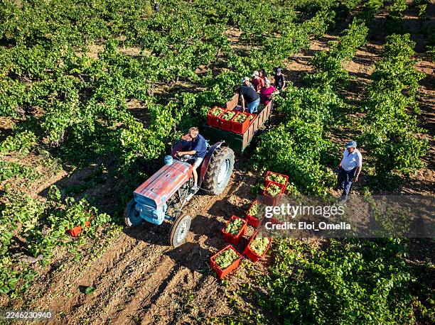 winemaking team harvesting grapes in a sunny vineyard with a tractor pulling a trailer through rows of vines in catalonia, spain, preparing for wine production - agricultura imagens e fotografias de stock