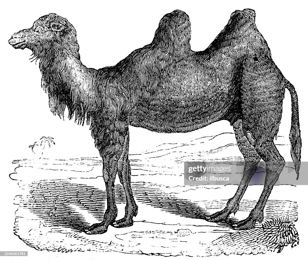 Bactrian Camel