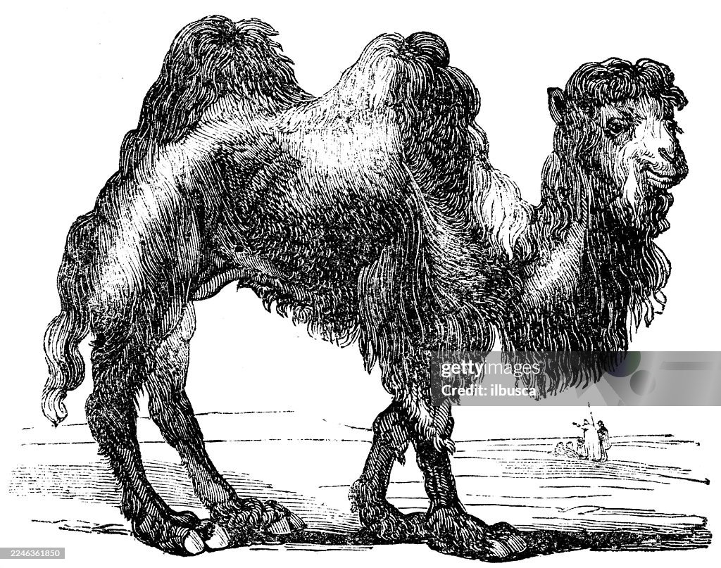 Bactrian Camel