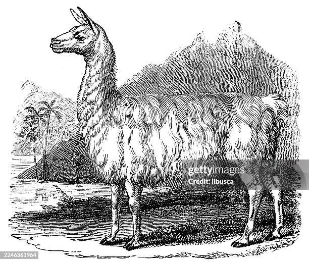white llama - llama stock illustrations